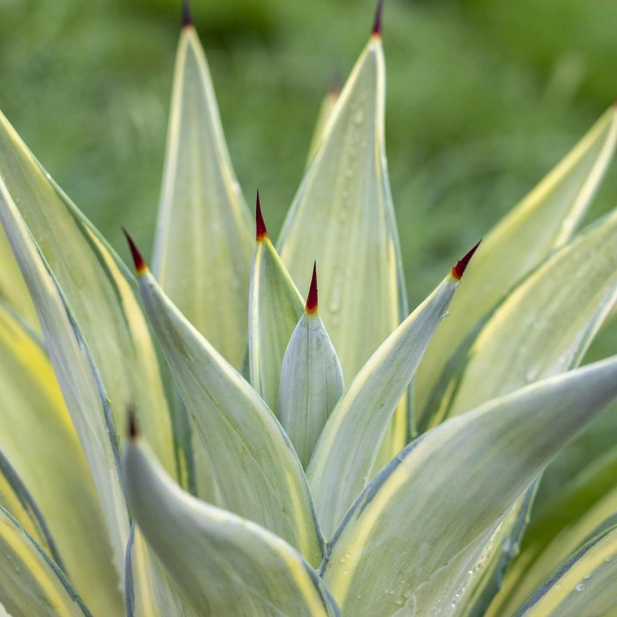 Succulents for Hot Climates